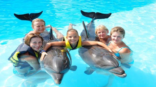 Exciting dolphin encounter in El Gouna, Egypt, showcasing dolphins' intelligence and grace. Visitors interact with dolphins in the water during a captivating show.